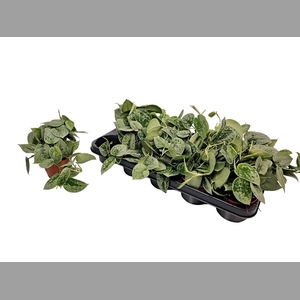 SCIND PICT SILVE ANN