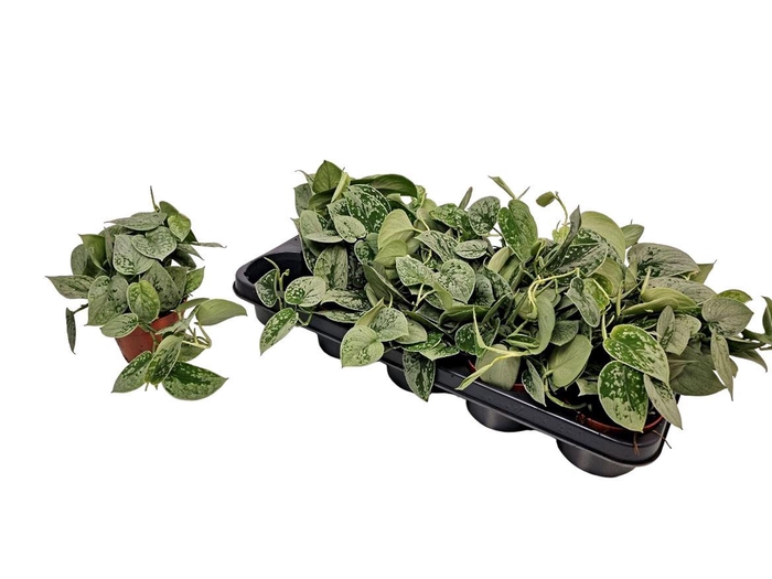 <h4>Scindapsus Silvery Ann</h4>