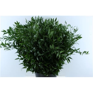 RUSCUS 200 GR