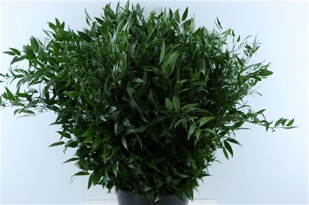 <h4>RUSCUS 200 GR</h4>