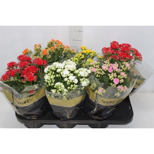 KALANCHOE DOBRADO P15
