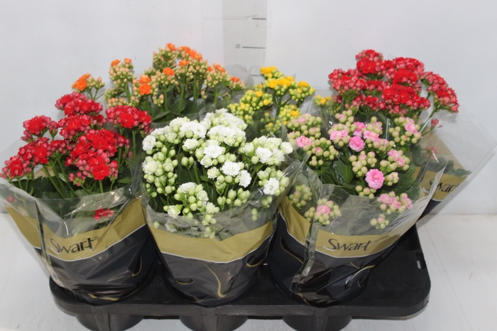<h4>KALANCHOE DOBRADO P15</h4>