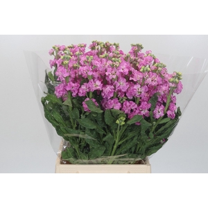 MATTH IRON PINK