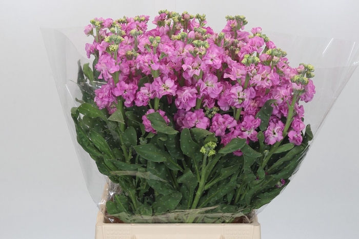<h4>MATTH IRON PINK</h4>