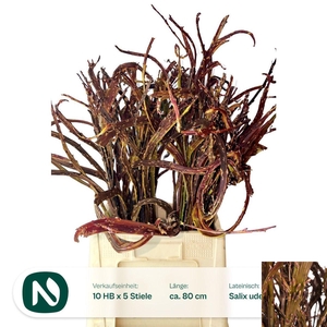 SALIX SEKKA BANDWILG