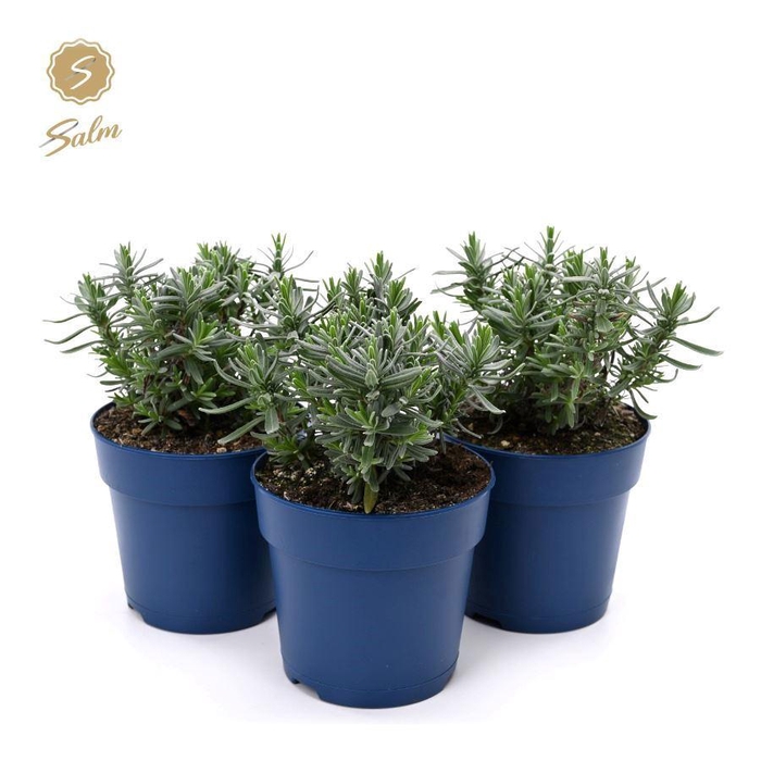 <h4>Lavandula ang. 'Felice'® Collection P12</h4>