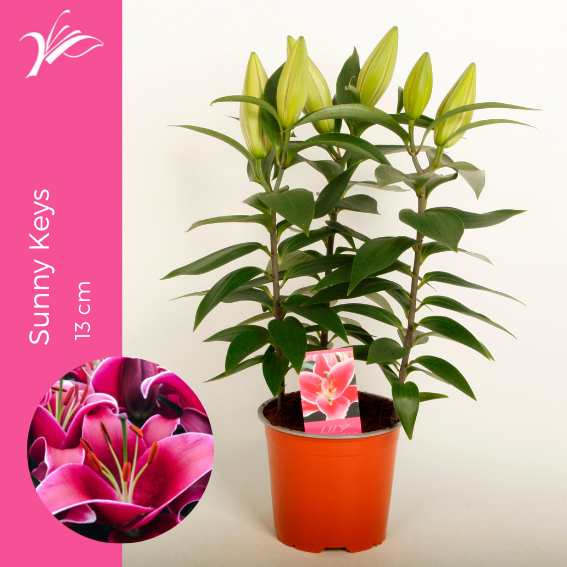 <h4>Lilium Sunny Keys 13 cm (or. lelie)</h4>