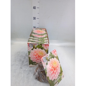 Dahlia   ...flowerbulbs