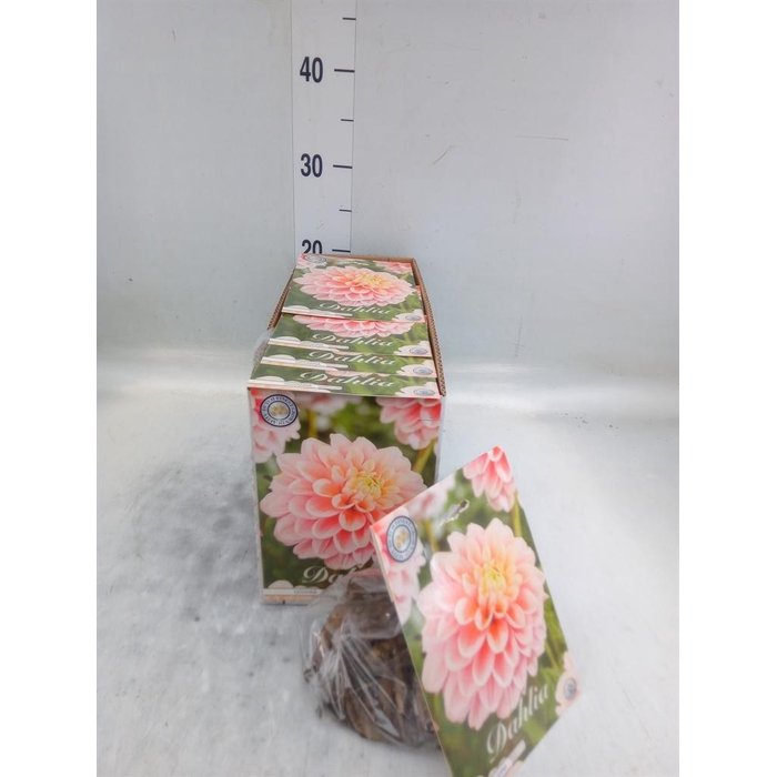 <h4>Dahlia   ...flowerbulbs</h4>