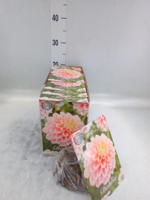 <h4>Dahlia   ...flowerbulbs</h4>