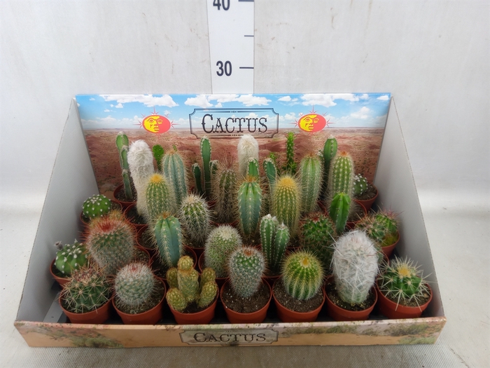 <h4>Cactus   ...mix</h4>