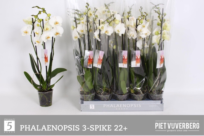 <h4>PHAL OV WIT</h4>