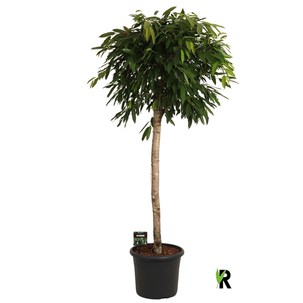 <h4>Ficus binnendijkii Amstel King op stam</h4>