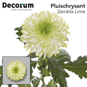 CHR G ZEMBLA LIME