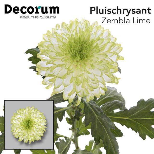 CHR G ZEMBLA LIME