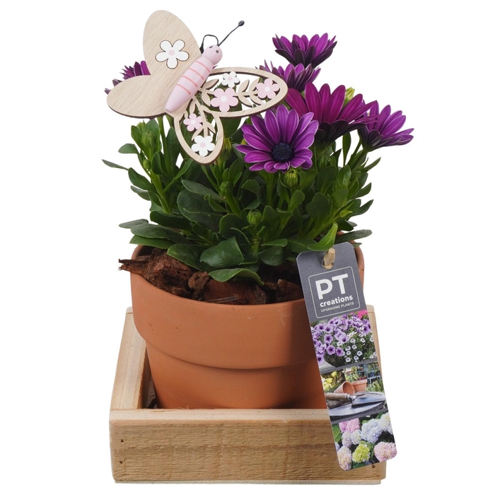 <h4>PTPP6918 Arrangement Patio in terracotta pot met hout</h4>