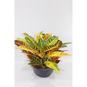 Schaal Croton Petra 