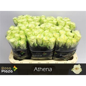 R Gr Athena