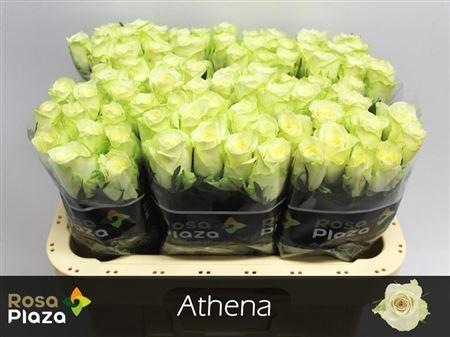 <h4>R Gr Athena</h4>