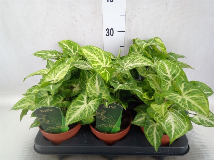 <h4>Syngonium  'Arrow'</h4>