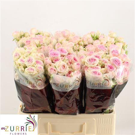 <h4>R Tr Dinara</h4>