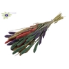 Setaria per bunch colourful 1