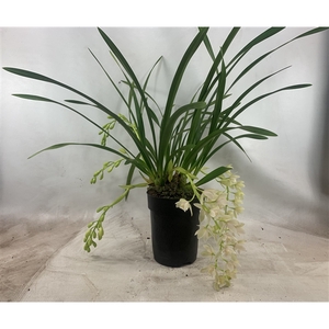 Cymbidium Wit hang 4+ -tak