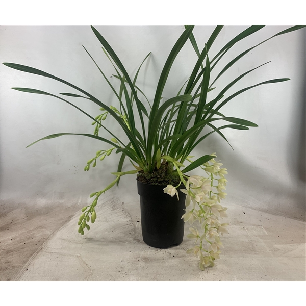 <h4>Cymbidium Wit hang 4+ -tak</h4>