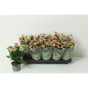 Kal Ge Perfecta Pink