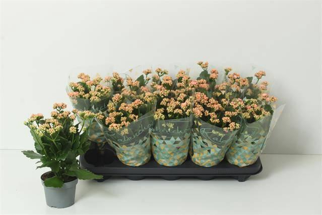 <h4>Kal Ge Perfecta Pink</h4>