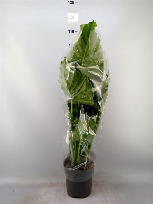 <h4>Alocasia gageana</h4>