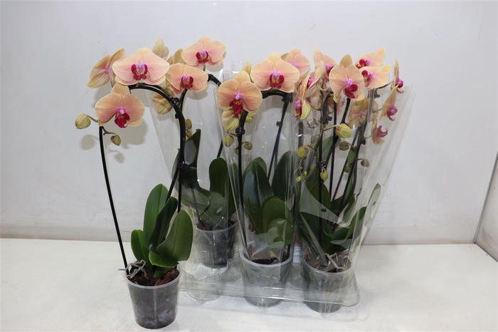 <h4>Phal El Cascade Caribean Dream</h4>