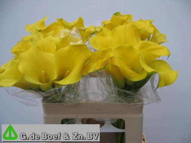 <h4>ZANT CAPT SOLO</h4>