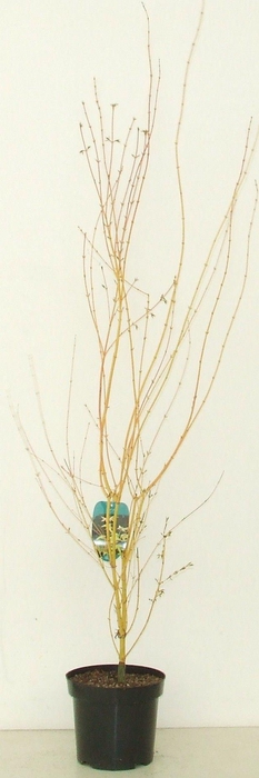 <h4>Acer palmatum 'Bi Hoo' P26</h4>