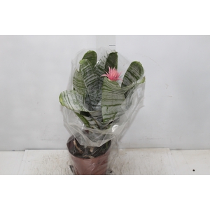AECHMEA FASCIATA P17
