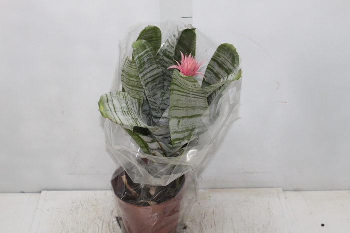 <h4>AECHMEA FASCIATA P17</h4>