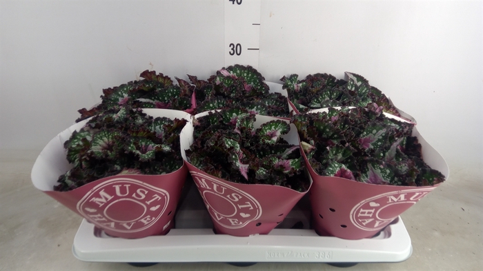 <h4>Begonia BD 'Purple Blush'</h4>