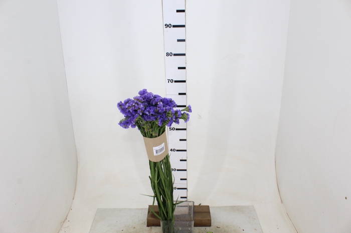 STATICE 070 CM LILAS
