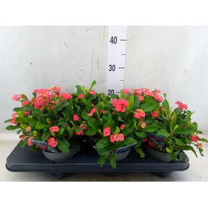 Euphorbia milii 'Vulcanus'