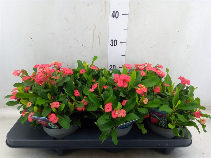 <h4>Euphorbia milii 'Vulcanus'</h4>