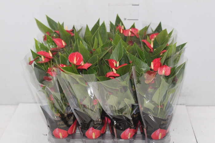 <h4>ANTHURIUM MINI MILLION FLOWERS P09</h4>