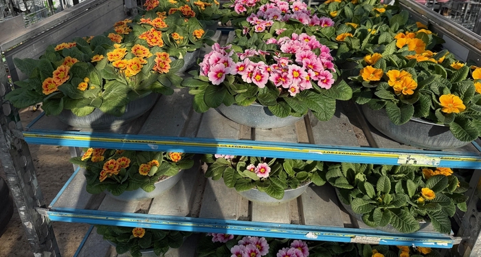 <h4>PRIM AC BONNELI GEM</h4>