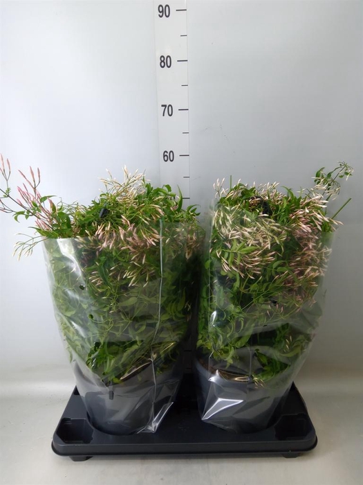 <h4>Jasminum polyanthum</h4>