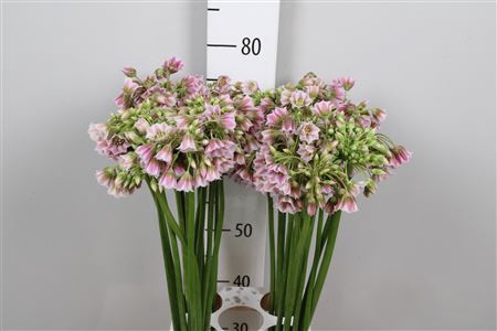 <h4>Nectaroscordum Sp</h4>