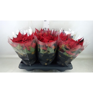 Euphorbia pulc. 'Kayla Red'