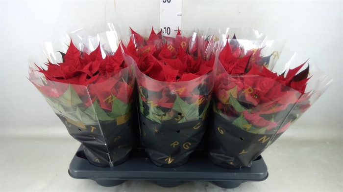 <h4>Euphorbia pulc. 'Kayla Red'</h4>