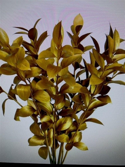 <h4>Ruscus L55 Mtlc Goud</h4>
