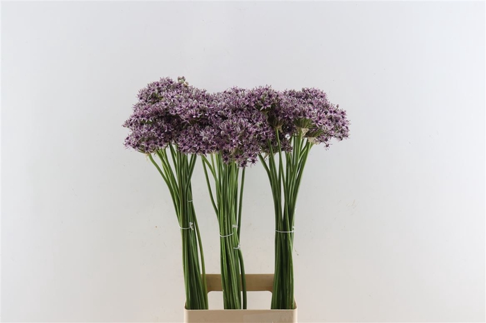 <h4>Allium Silverspring</h4>