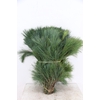 PINUS STROBUS PER STEM 060CM