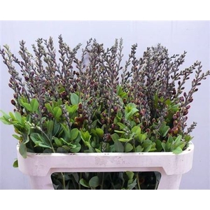 Baptisia Australis Oker